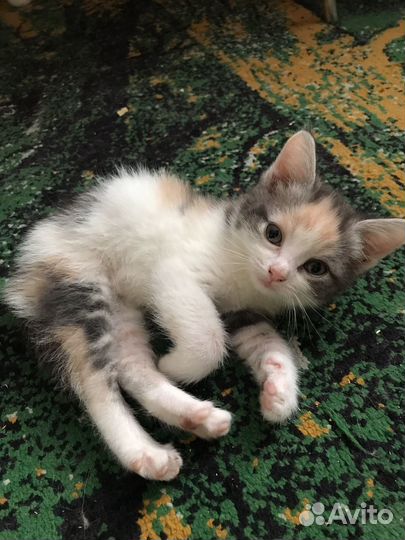 Отдам бесплатно котят