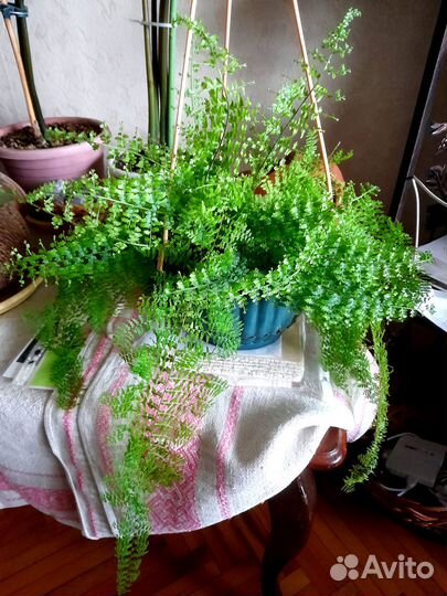 Редкие растения