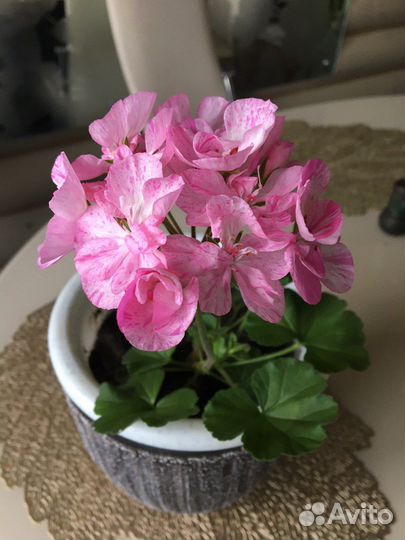 Пеларгония герань