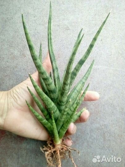 Сансевиерия 4 Масониана