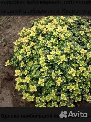 Лимоннопахнущий тимьян