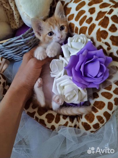 Ласковые рыжики,девочки,в добрые руки.В лоток сами