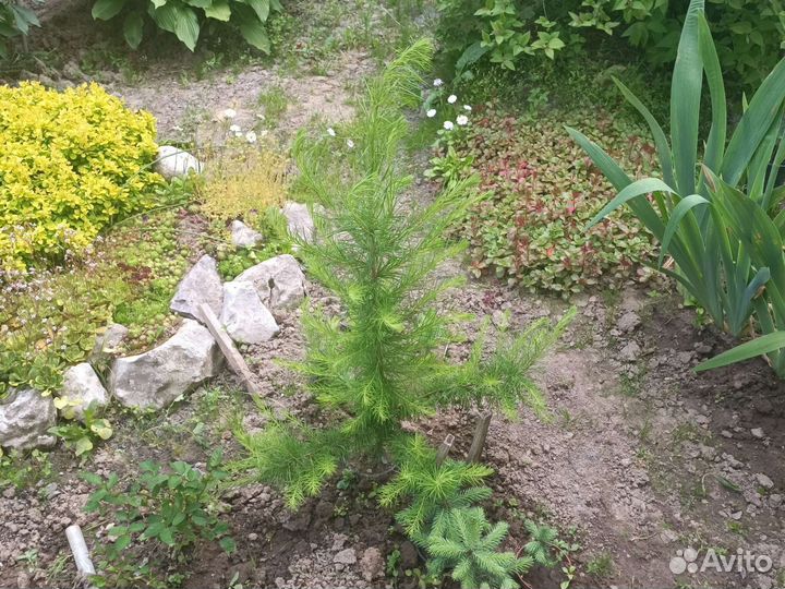 Лиственница живая 90 см