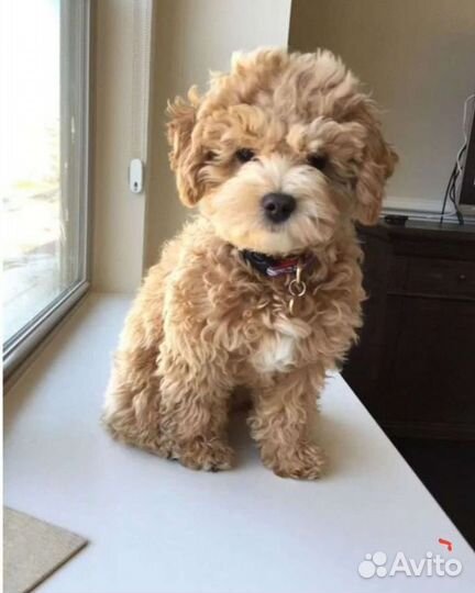 Кокапу (кокер- пудель)