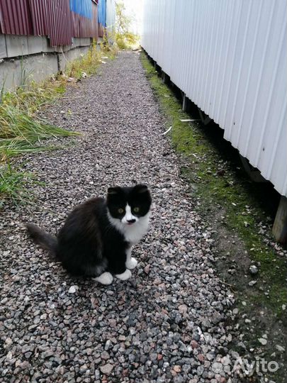 Котята