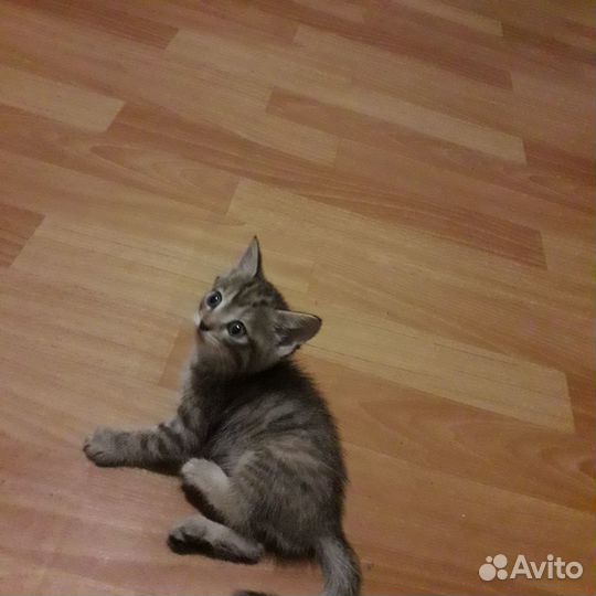 Котята в добрые руки даром