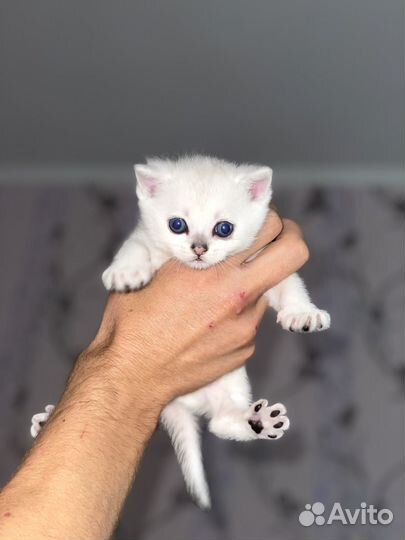 Шотландская