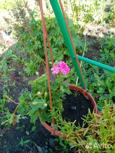 Вьющаяся герань