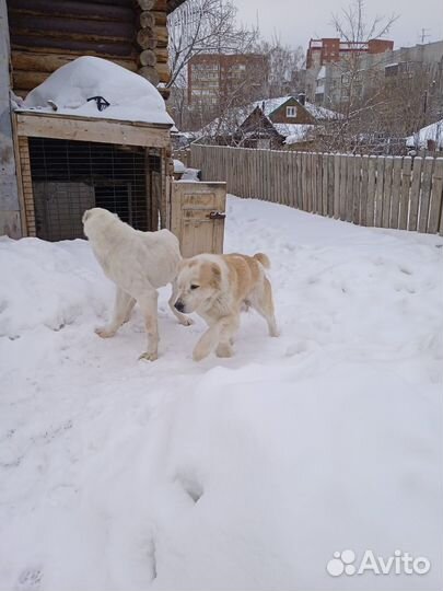 Вязка алабай