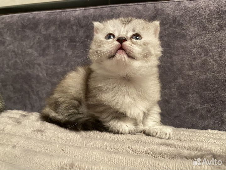 Шотладский котенок