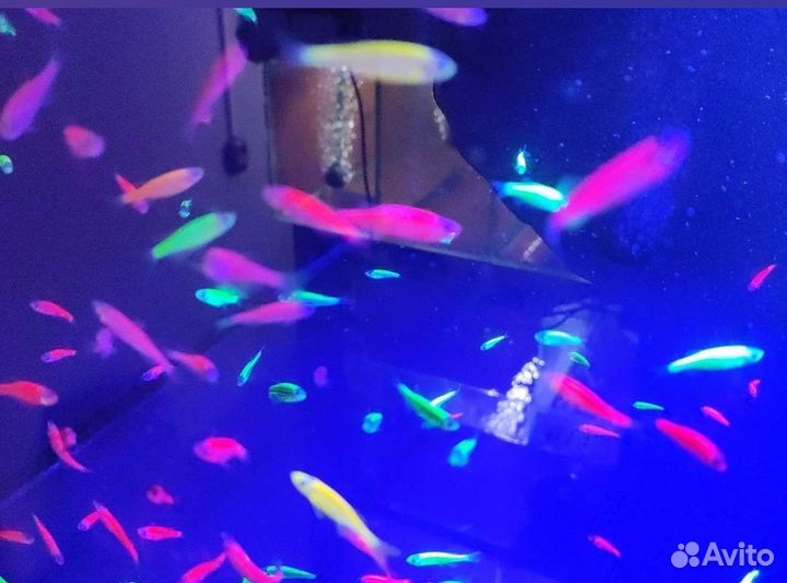 Рыбки данио тернеция барбус гурами гуппи в ассорт