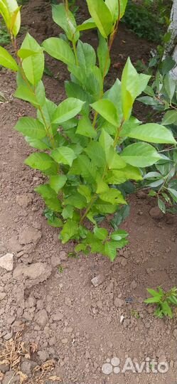 Саженцы вишни кустовой