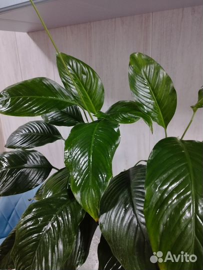 Спатифиллум