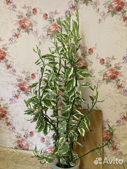 Комнатные растения Педилантус 1000 Торг уместен)