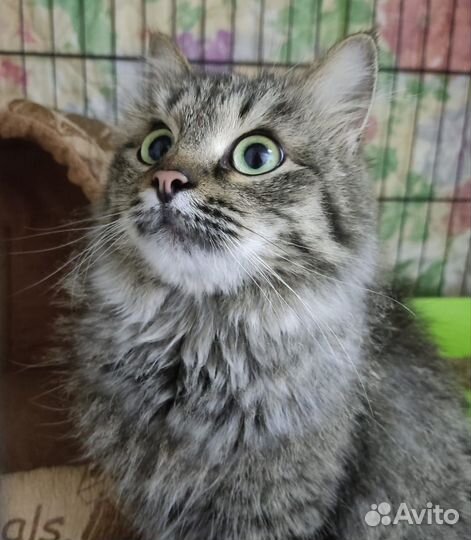 Василиса ищет дом и любящую семью