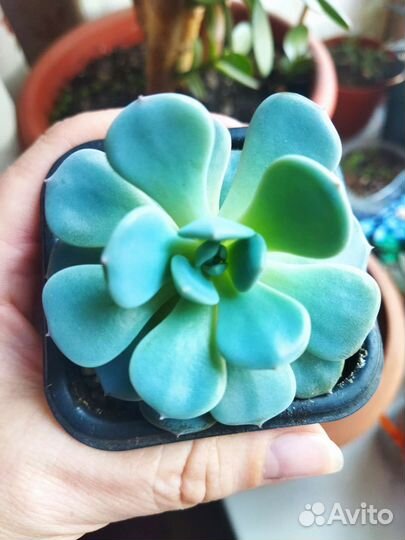 Эхеверия Мадиба