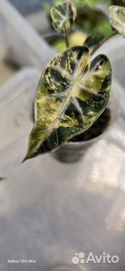 Алоказия бамбино аурея вариегатная