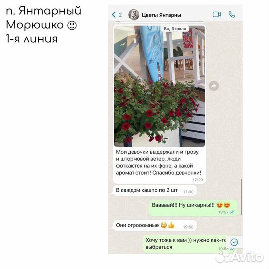 Гигантские петунии