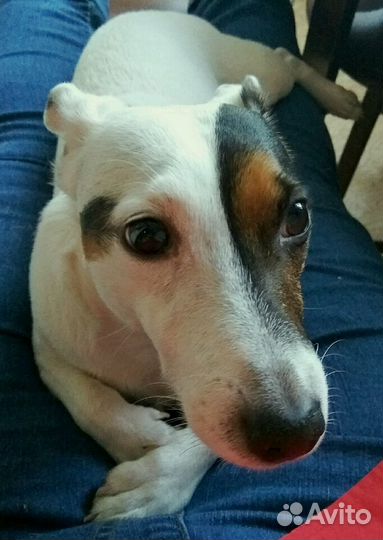 Зооняня, передержка и выгул животных