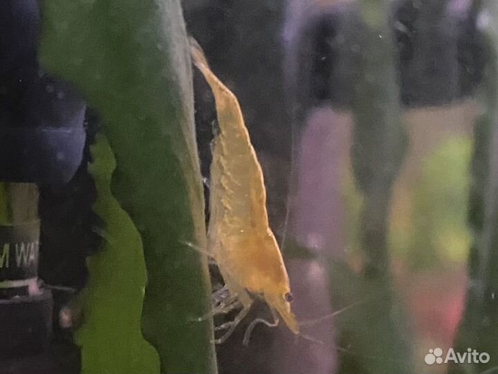 Креветки желтый неон и синие