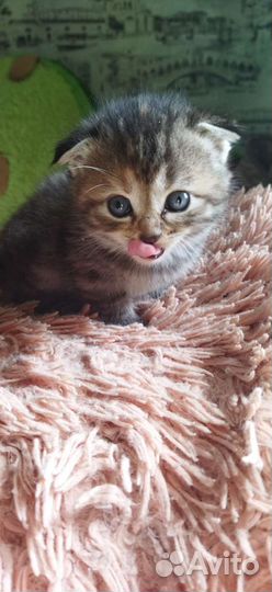 Кошка в дар