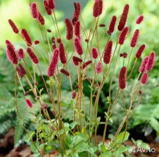 Многолетние цветы