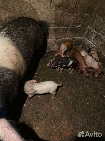 Домашние поросята