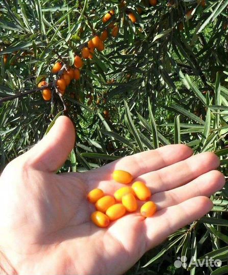 Облепиха саженцы