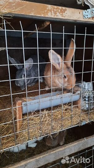 Продам кроликов