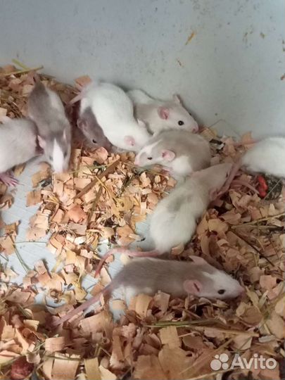 Крыса, крысята