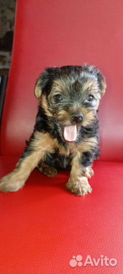 Йоркширский терьер щенки