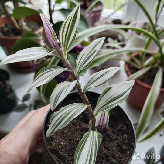 Цветы домашние