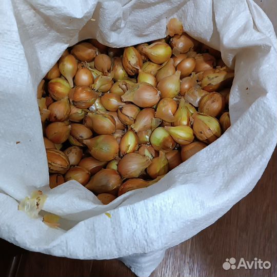 Лук семейный на посадку