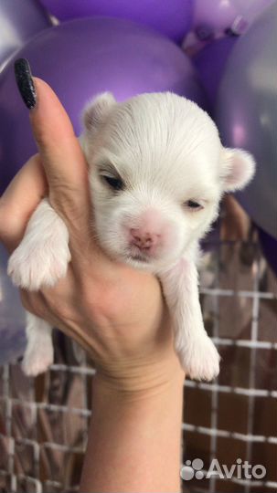 Щенки мальтезе мини