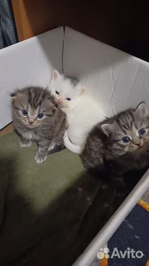 Котята в добрые руки
