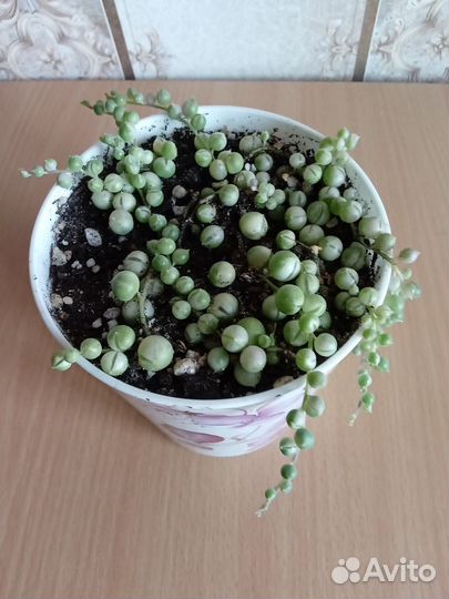 Крестовник Роули вариегатный