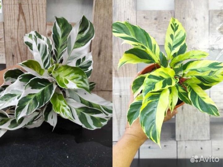 Калатеи White и Yellow fusion