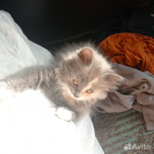 Котики в добрые руки