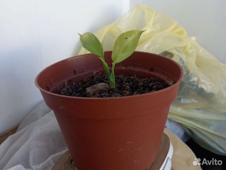 Спатифиллум