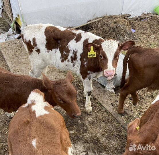 Симменталы