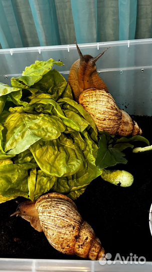 Улитки ахатины бесплатно Москва