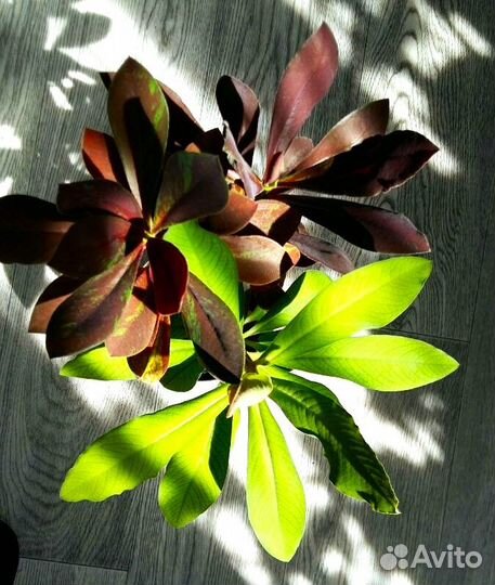 Синадениум - Дерево любви