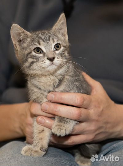 Котенок