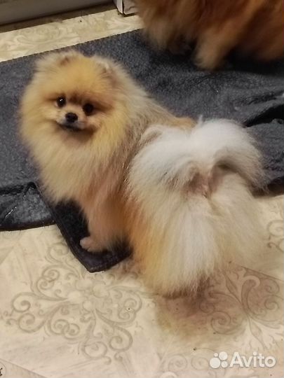 Мальчик 1 год