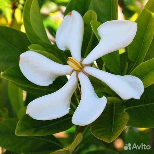 Гардения жасминовидная