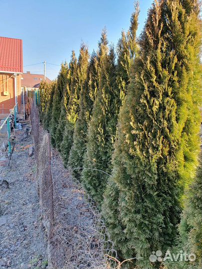 Туя Смарагд