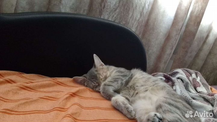 Кошка в дар бесплатно