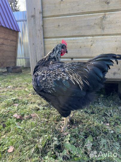 Петух с геном коричневого яйца