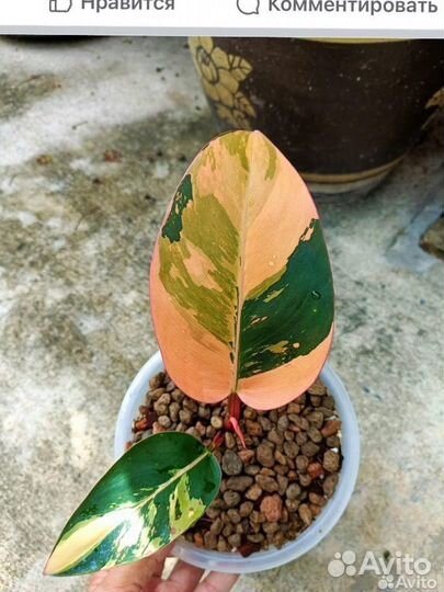 Растения из Тайланда