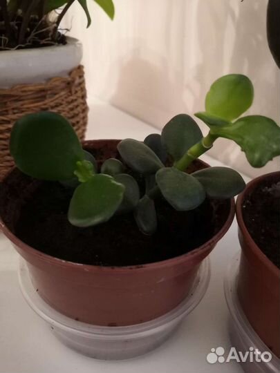 Суккуленты(денежное дерево)